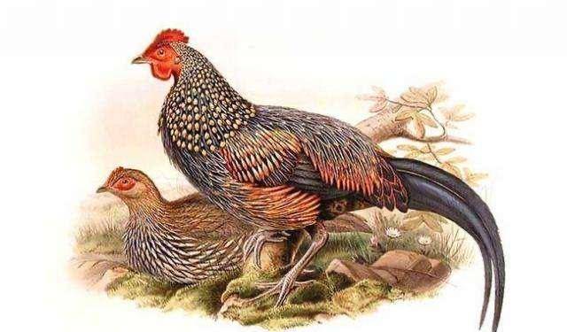 小行星_动物_人类