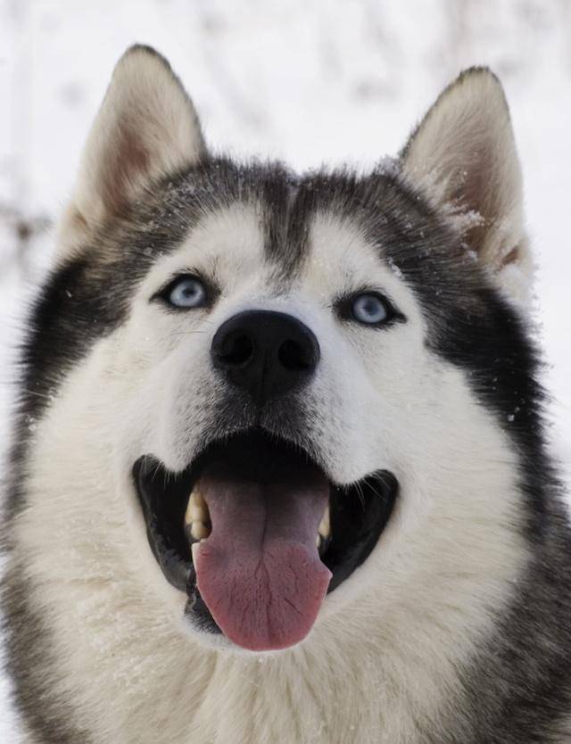 哈士奇的家庭生活总是伴随着尴尬,比起汪汪叫它更喜欢发出嗷呜的叫声