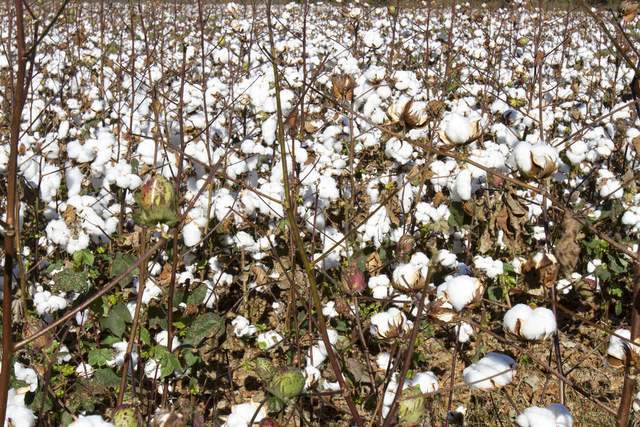 软商品:美棉出口创年度新高_销售_销量_中国