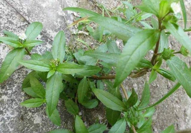 农村路边常见的野草,常被农民当"猪饲料",殊不知药用价值珍贵_药材