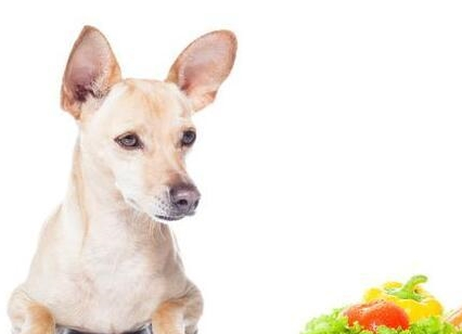 狗狗不能吃的8种食物，饿了也不能喂，以免害了狗狗！
