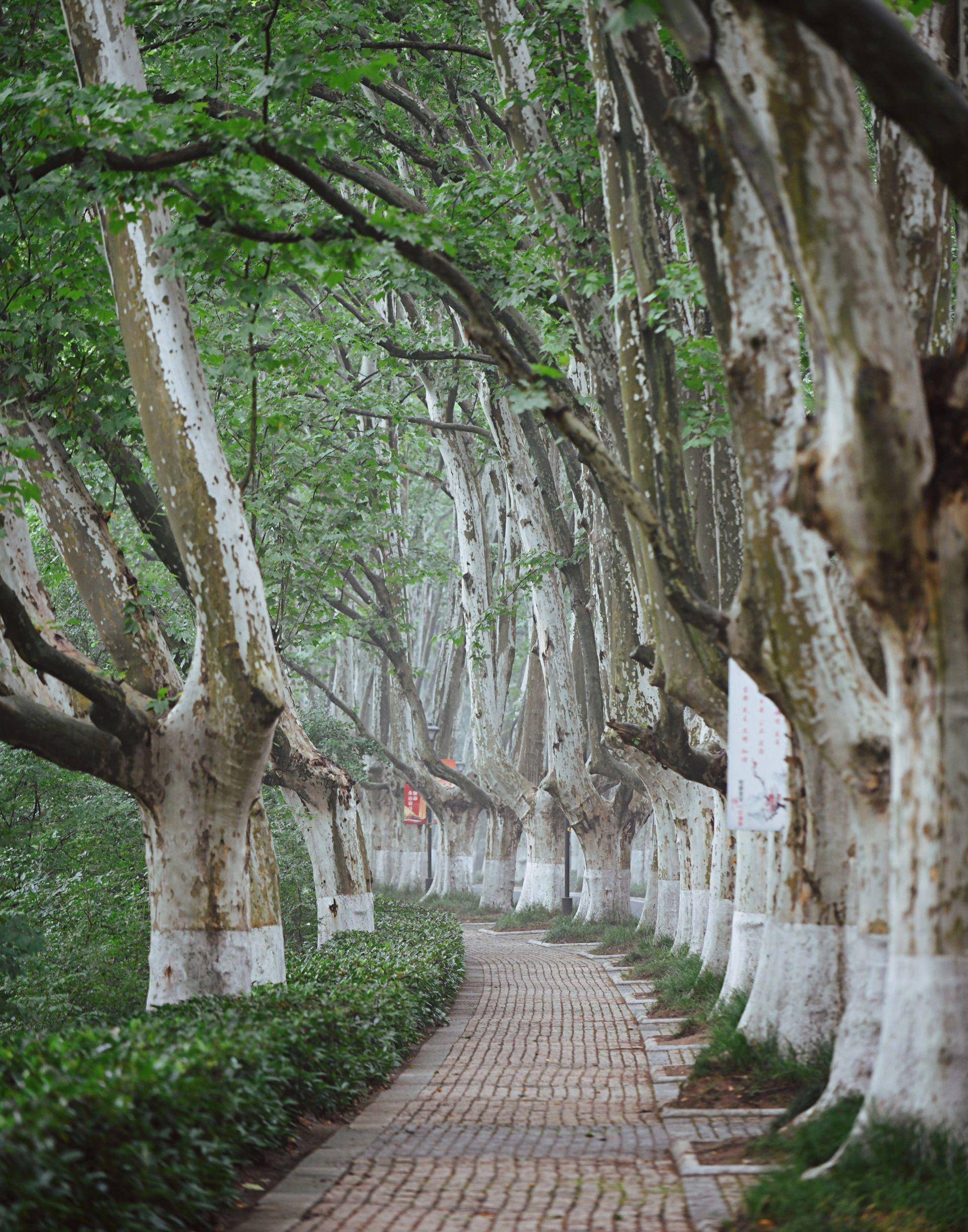 南京|这条没人去的梧桐大道,叫灵谷寺路_景色_城市_世界