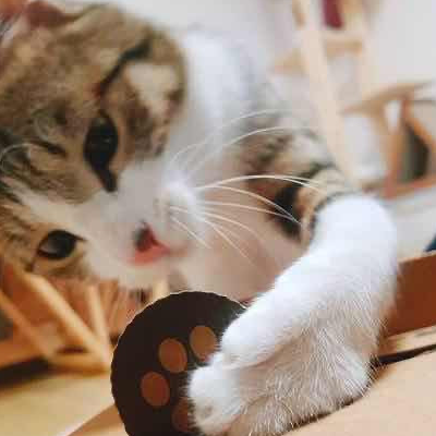 猫的记忆有多久？分开太久猫就会把铲屎官给忘了吗
