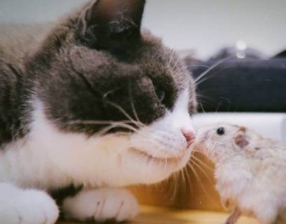 猫凶狠的出现在小仓鼠面前,仓鼠鼓起勇气摸摸胖猫,心都被萌化了_女孩