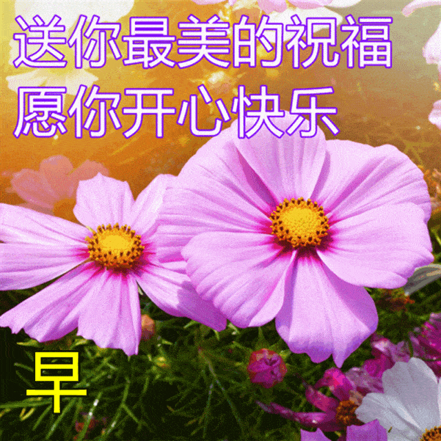 原创            6月7日最新早上好图片精选 早上好图片鲜花带字问候-2021年6月早上好动画表情