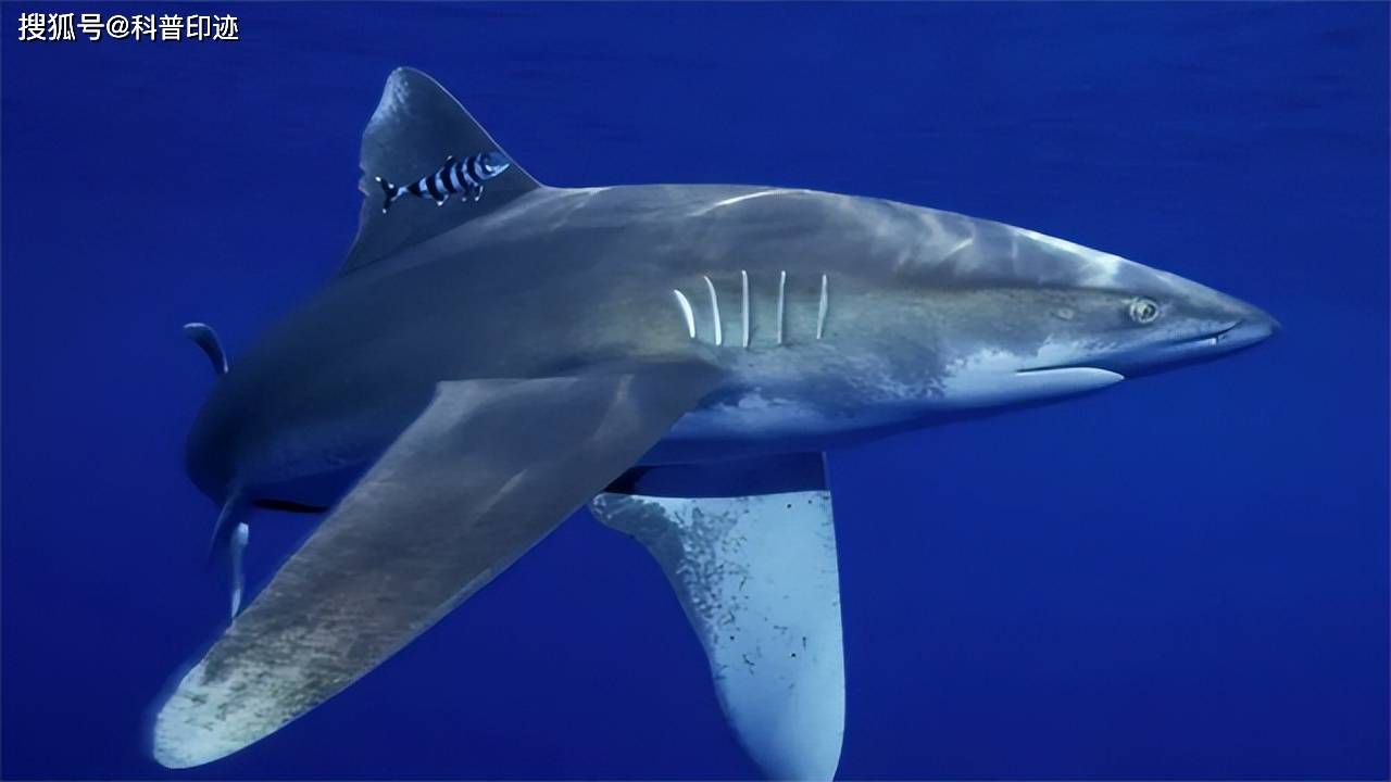 长翅鲨:钝吻鲨:白鲨:对人类构成威胁的鲨鱼有四种.