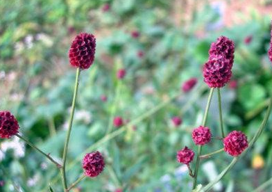 地榆:治疗大小便血,痔血_功效_石耳_用料