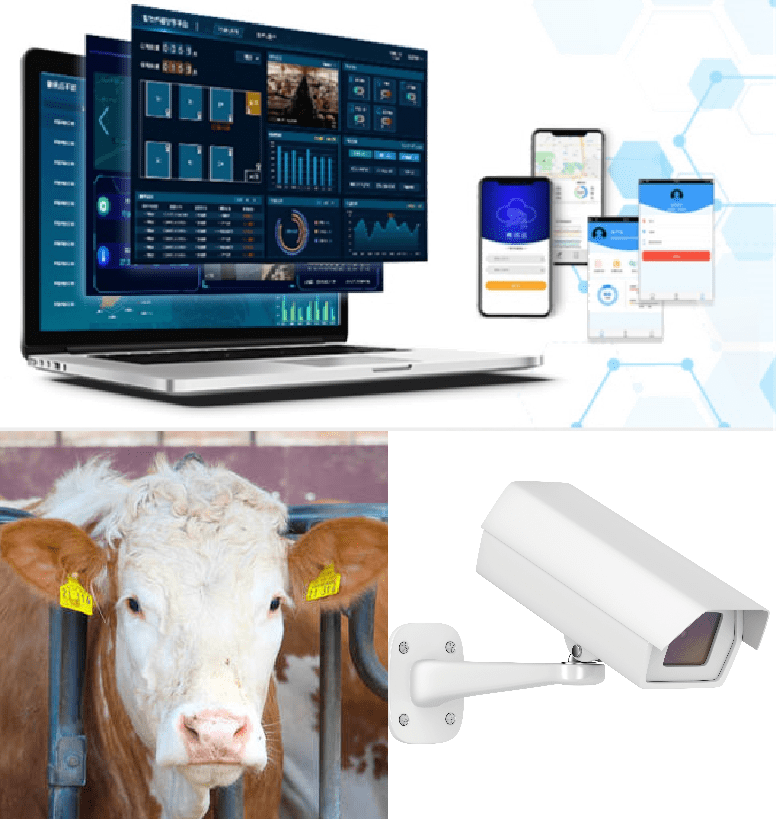 金惠家牧科:智慧养殖平台助力乡村振兴_肉牛_智能化_产业