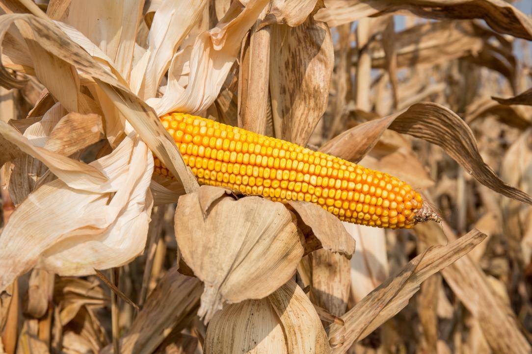 产区新麦品质分化 或促使粮源跨区域流通_小麦_企业_成交