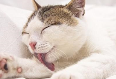 猫咪每天都要吃化毛膏吗？