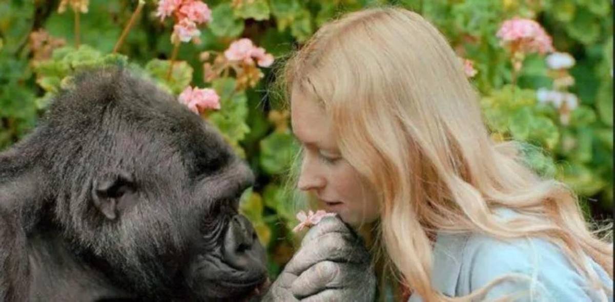 一位名为玛格丽特的美国女子讲述了她和一头海豚相恋的爱情故事,故事