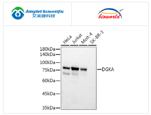 dgk-α多克隆抗体丨艾美捷bioworld解决方案_甘油_细胞_激酶