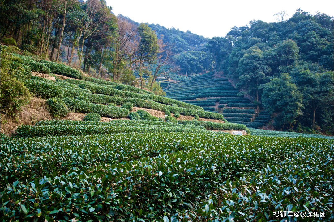 茶叶出口指南 | 一片茶叶的旅行（茶叶出口策略有哪些）