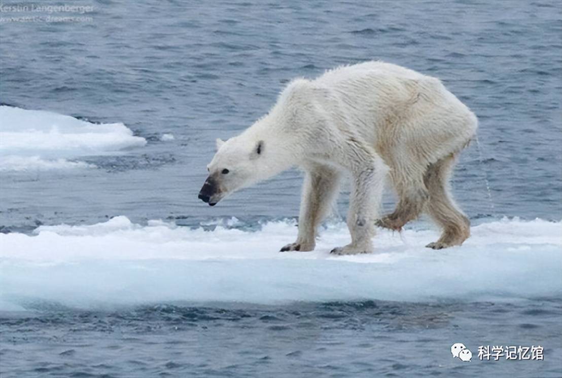北极温度持续上升,北极熊数量岌岌可危,它们会走向灭亡吗?