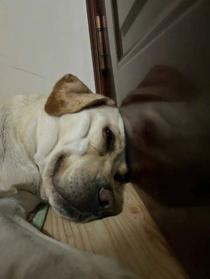 第一次在一个鸟头上看到鼻青脸肿,搞笑萌宠_动作_段子_图片