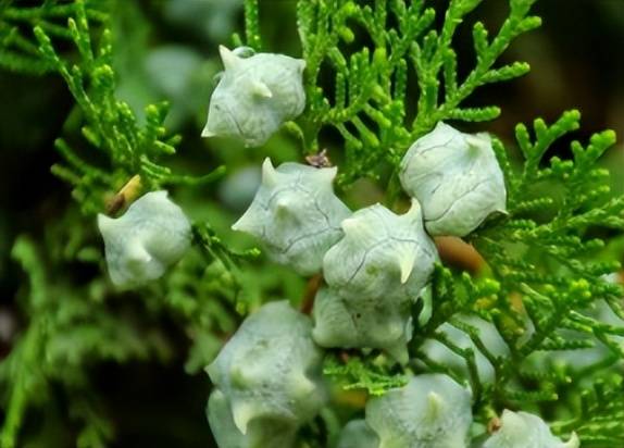 此树农村到处都是,结"果"是宝,却无人问津,现在捡到就是赚到_时候