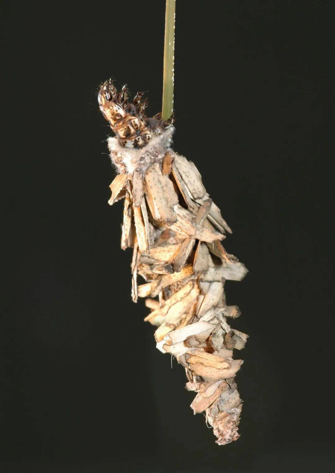 会建房子的神奇昆虫——蓑衣虫_会用_的材料_地区