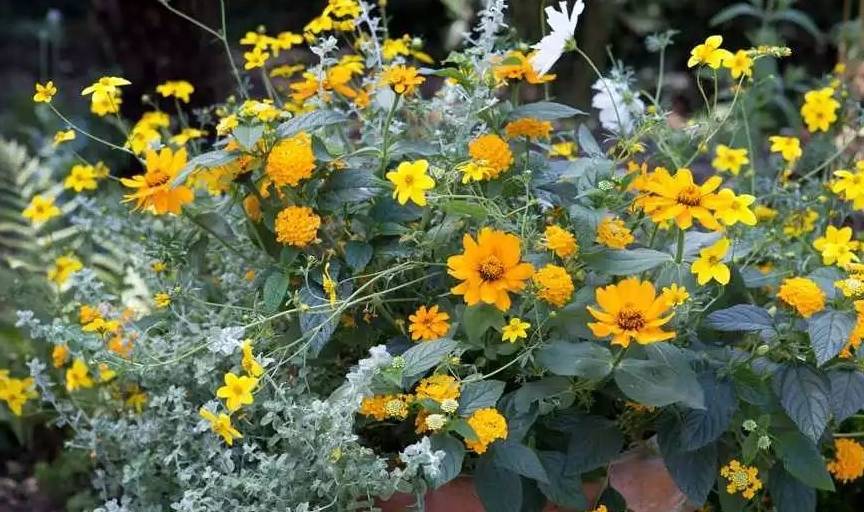 黄色的金鸡菊种院子里,四季不照顾也能看到迷人的花朵_土壤_补充_开花