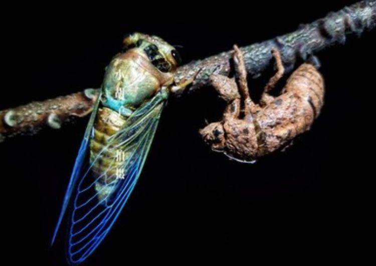 金蝉生活在土里而活动却在晚上，如何分清白天黑夜？看完大开眼界_搜狐网