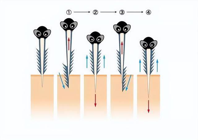所有蚊子里,哪几种蚊子最爱叮咬人?该如何对付它们呢?_口器_皮肤_人类