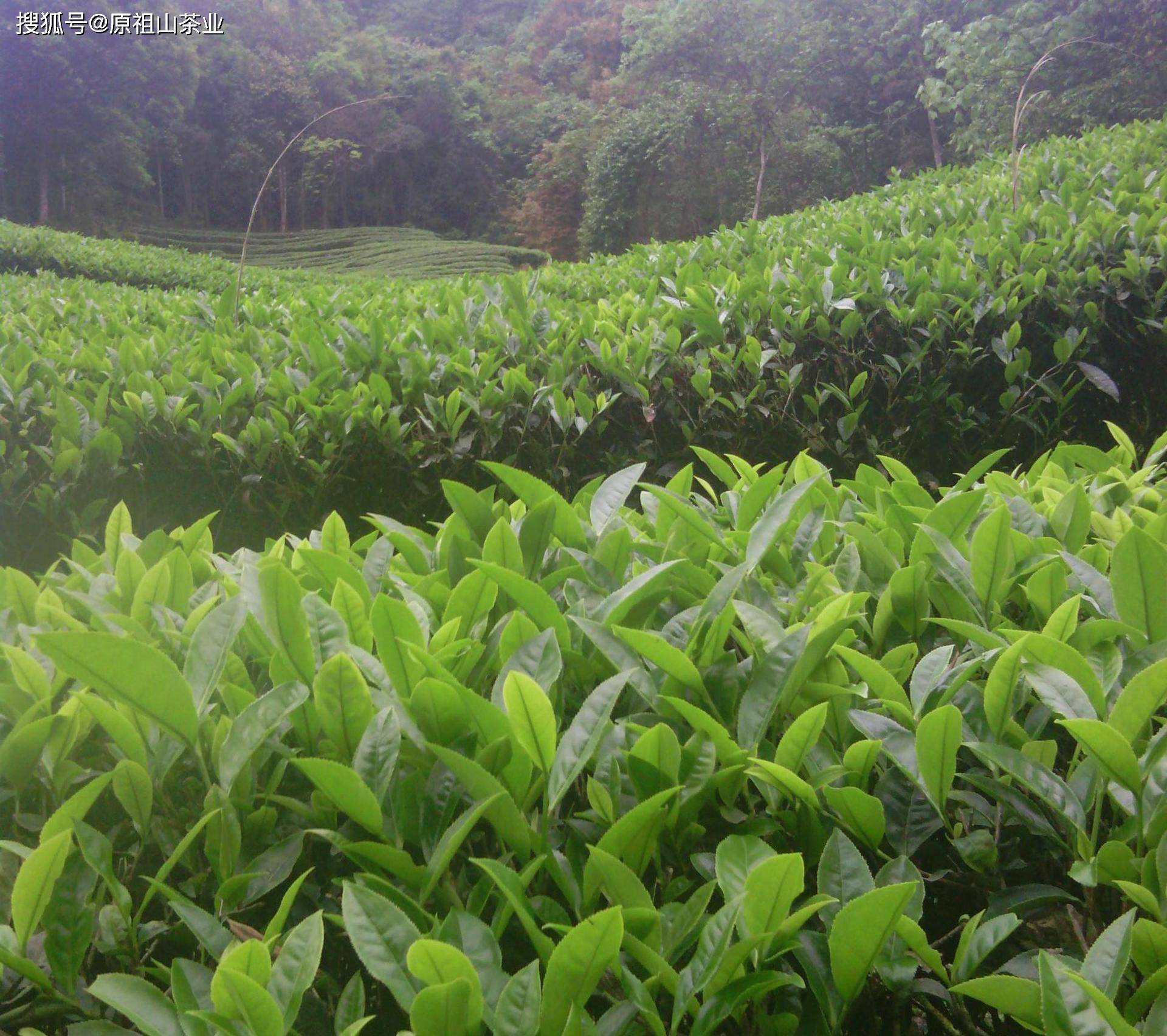 高山茶有哪些品類?_種植_高山上_茶樹