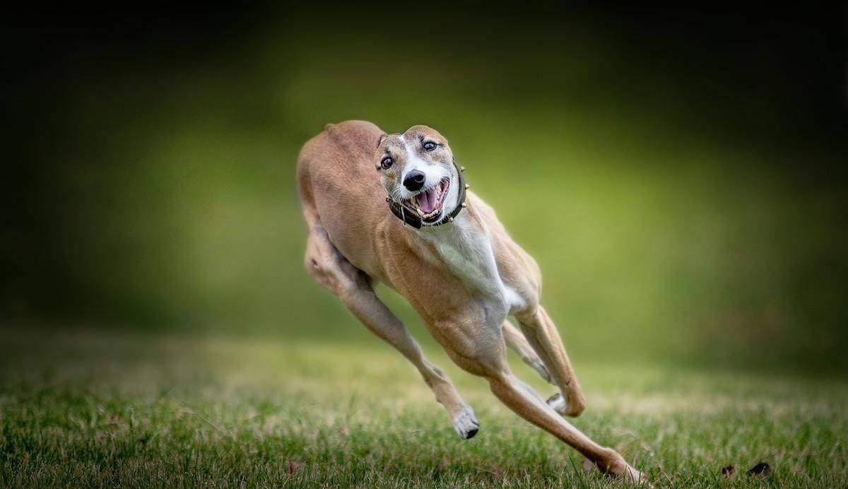 灵缇犬跟猎豹一样快,但却被抓去当赛犬,导致这种狗狗寿命都很短_过灵