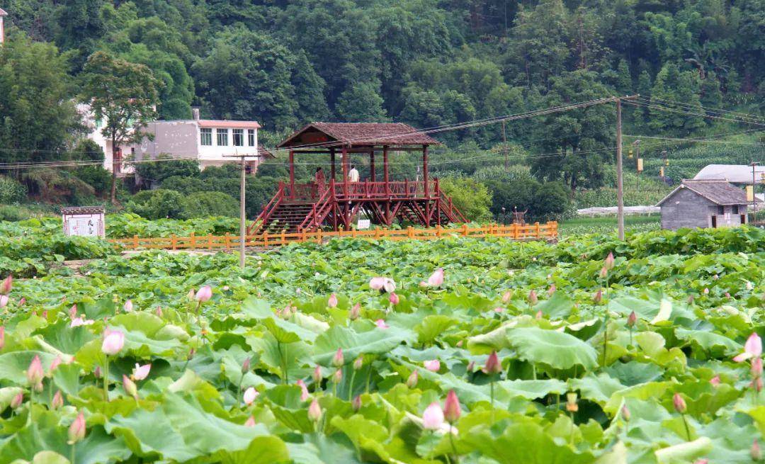 高县:荷花香满塘 "美丽经济"助力乡村振兴_旅游_游客_景区