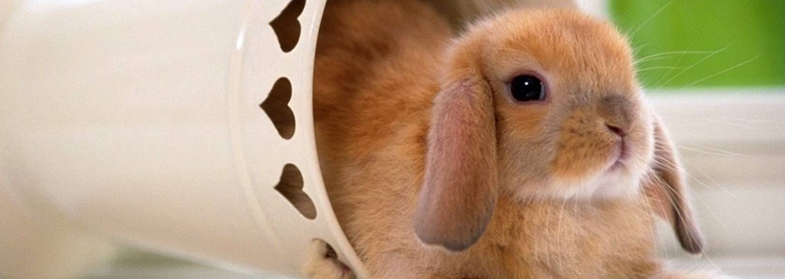 兔子养多久才会认主人?兔子喜欢主人的表现有哪些?_宠物_动作_时候