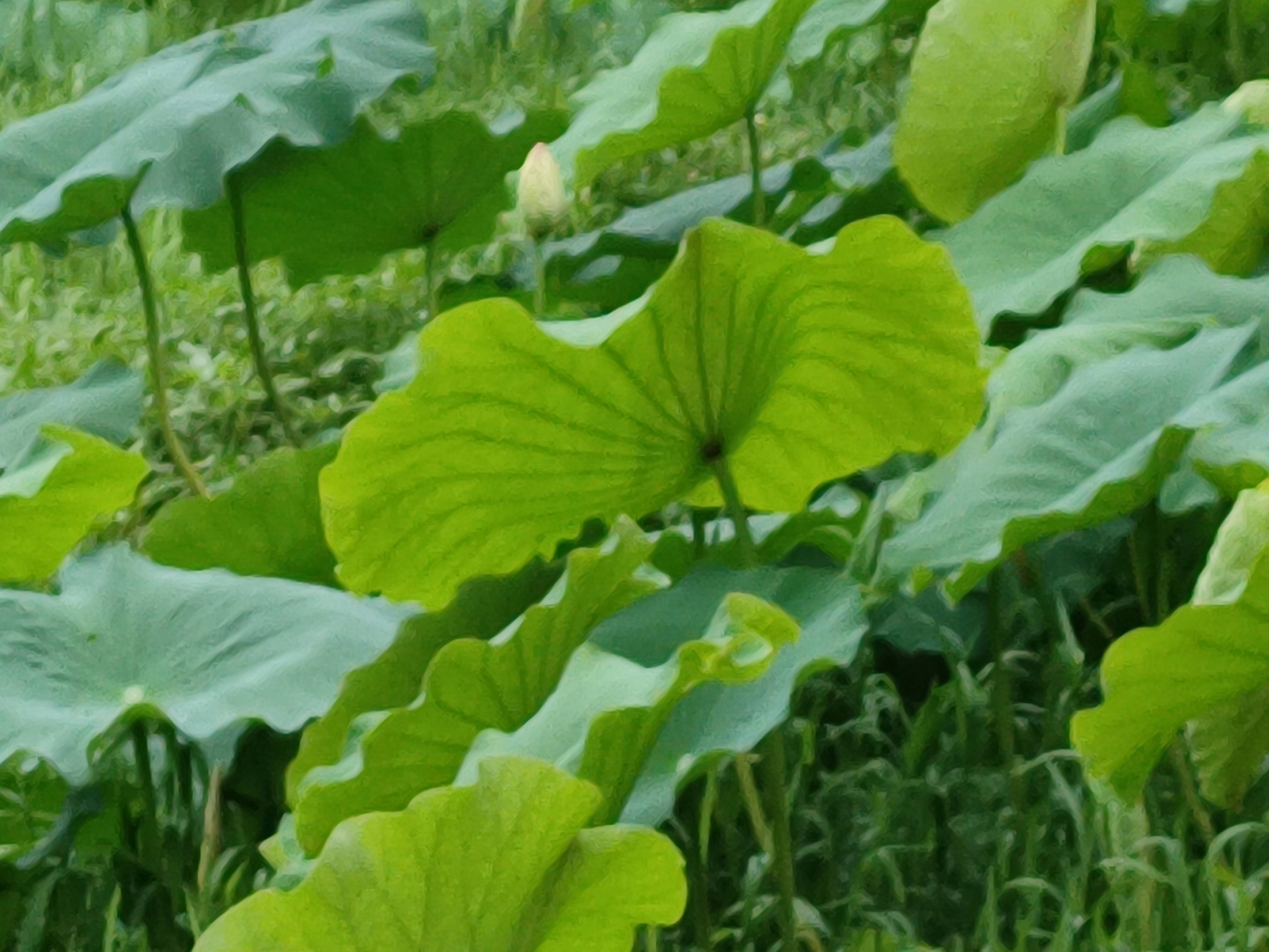 它们从淤泥中探出头来,小小的花骨朵儿羞涩地低着头,像是在诉说着自己