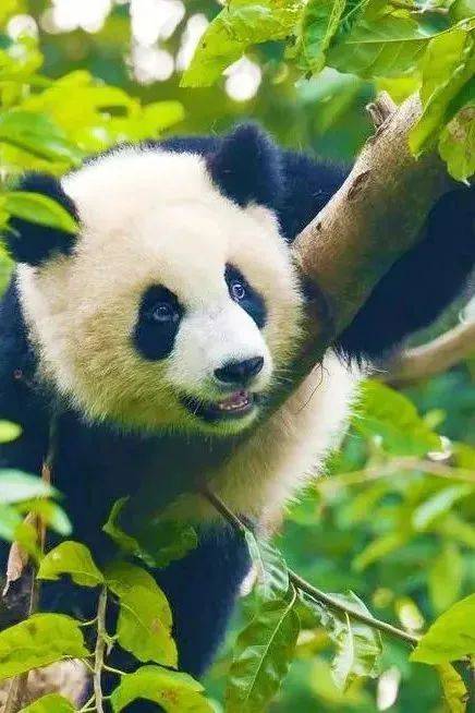 暑假研学 | 国宝守护者大熊猫科考夏令营，招募铲屎官，领取3张证书和科考报告