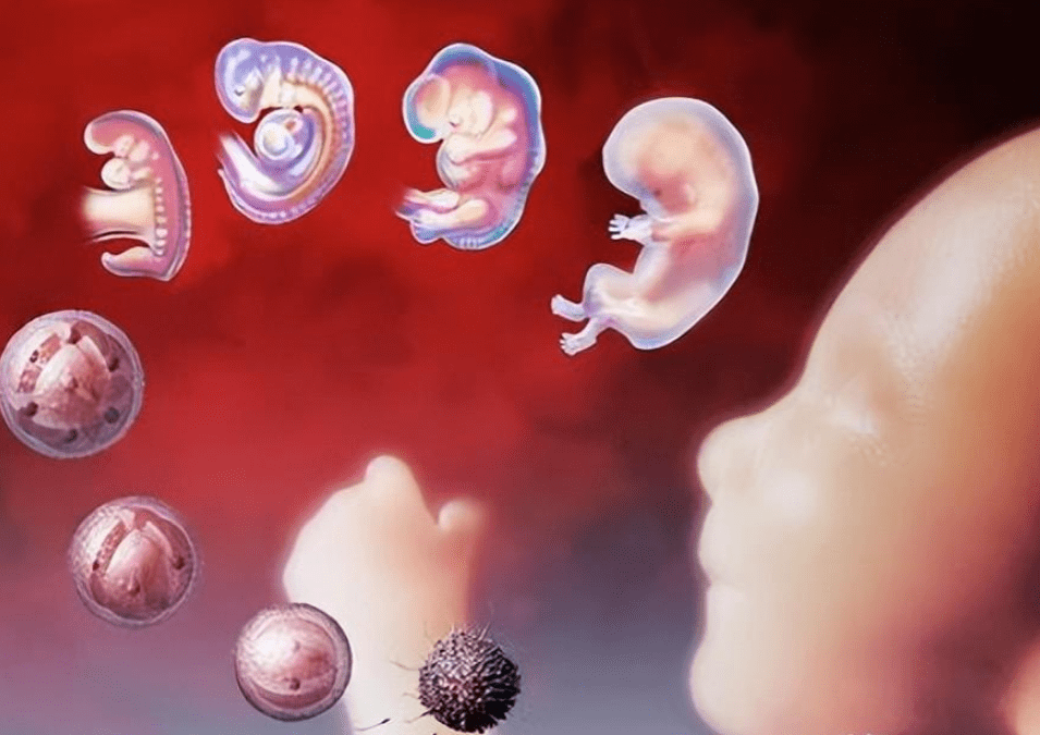 西方研究:利用干细胞能合成人类胚胎
