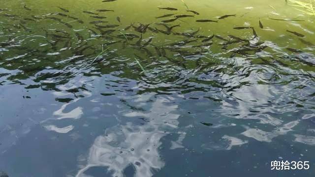捕鱼方式,比锚鱼还厉害,全是老年人还建群交流_左海公园_弹弓_方法