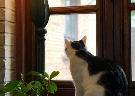 猫咪喜欢看窗外，原来好处这么多，宠主别傻傻不知道！
