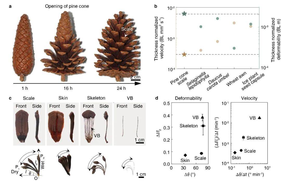 nature materials:仿松塔超慢运动_结构_弹簧_工作