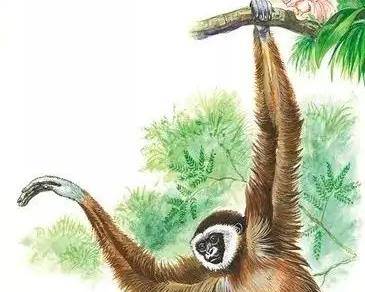 6米的生物_长臂猿_人员_秦始皇