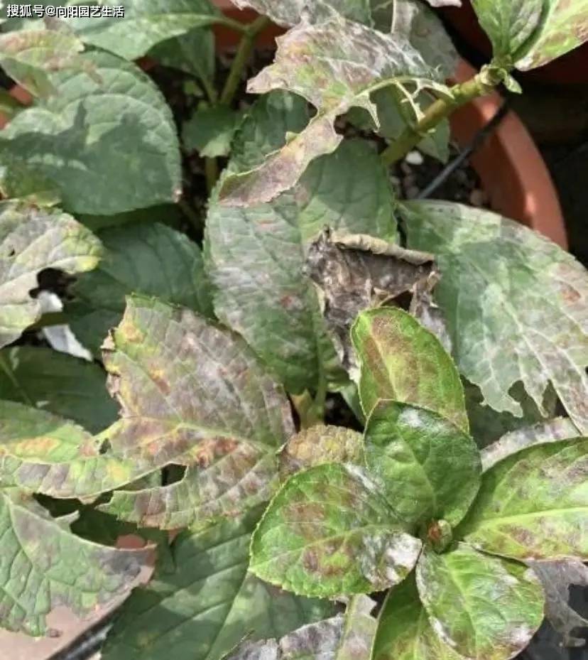 养绣球花,夏天必喷的药剂,预防灰霉病,提高开花质量!