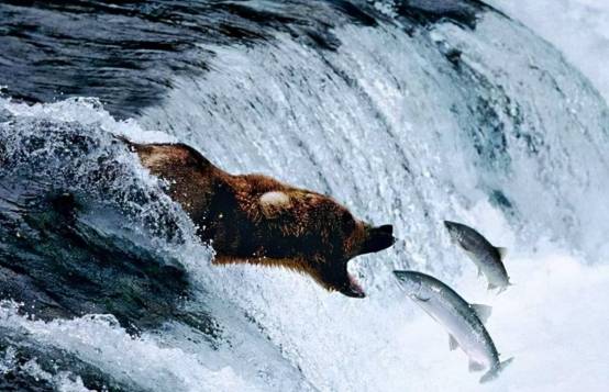 大马哈鱼洄游山间小溪!我国放流60年,产量为何不及俄罗斯零头?