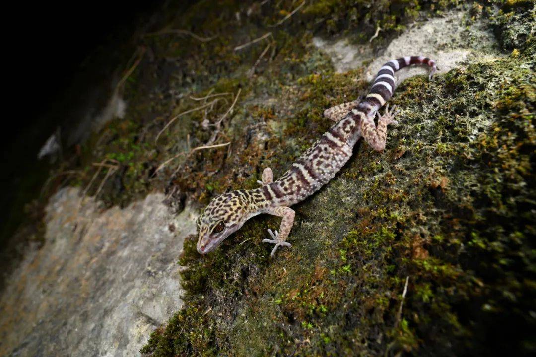 名(种加词)"wangshu"来源于中国古代神话,即驾月之神"望舒"的汉语拼音