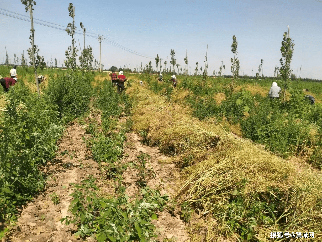 邱县古城营镇西孟村育种白菜喜获丰收_公司_收获_集体