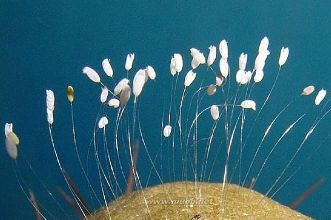 佛家之花"优昙婆罗花"三千年一现见者祥瑞得福,您不妨先睹为快_花朵