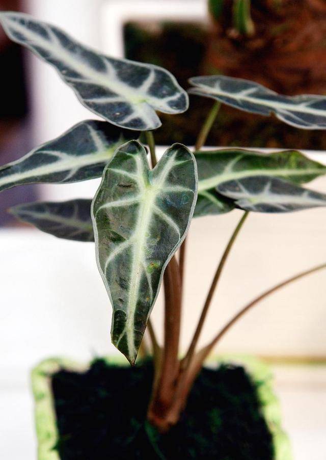 和多肉观音莲同名的老虎芋,夏季长得更旺,适合做室内绿植_叶片_情况