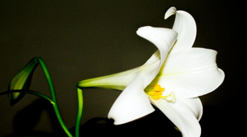 百合需要湿润的水来栽培,这样有利于茎叶的生长.