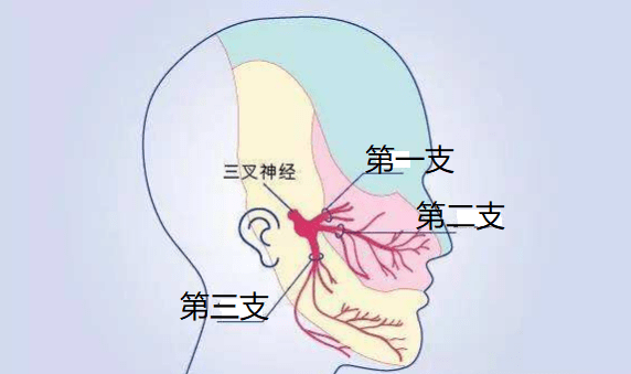 【埋线疗法】三叉神经分支,解剖位置及埋线治疗思路分析