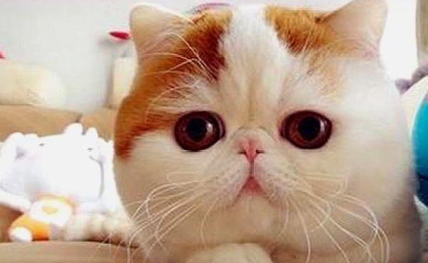 大脸盘子,扁鼻子,圆脑袋,身体圆,短毛版的波斯猫—异国短毛猫_猫咪