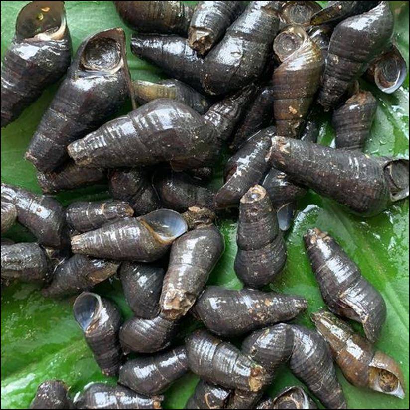 广西十万达山有一种田螺,为什么没有萝卜,专家说:只有一个原因_山螺