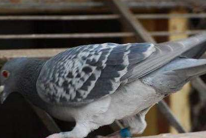 赛鸽处于换羽关键期,喂养要得当_鸽子_营养_羽毛