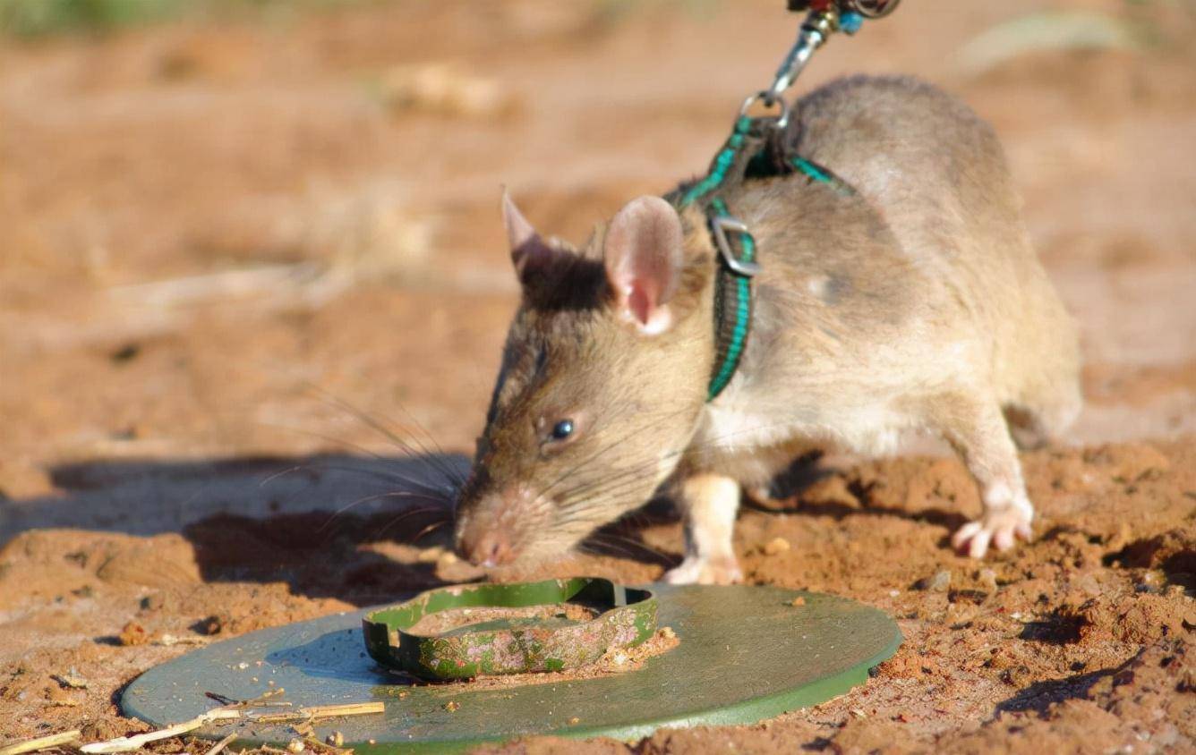 非洲巨鼠体长达一米,每年拯救成千上万人,它到底有何过人之处?