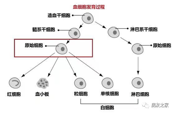 认识疾病 | 一文了解急性髓系白血病(aml)_红细胞_患者_骨髓