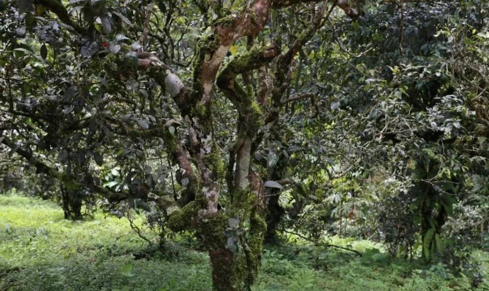 冰岛普洱茶——茶与冰岛的奇妙邂逅_老村_茶树_爱好者