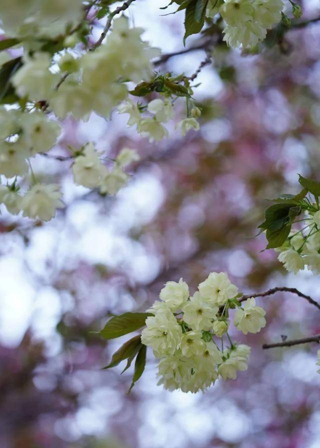 图:西安外国语大学官微长安大学恍若柳絮轻抚脸颊的温柔又似清风吹动